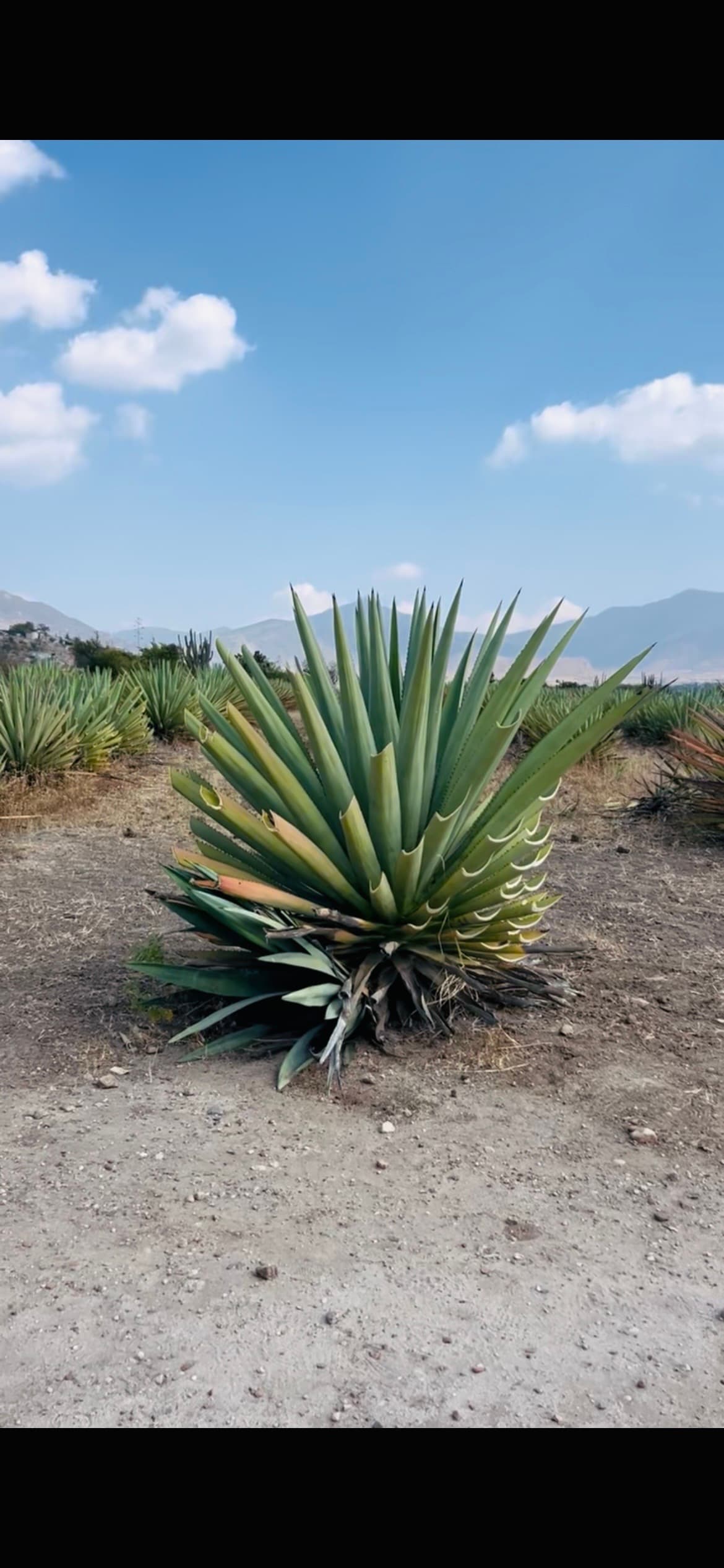 Agave plant in Oaxaca