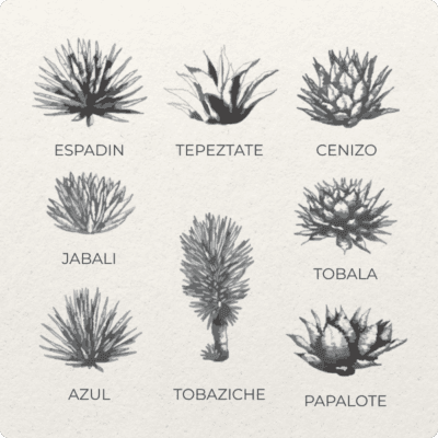 Types of agave for mezcal