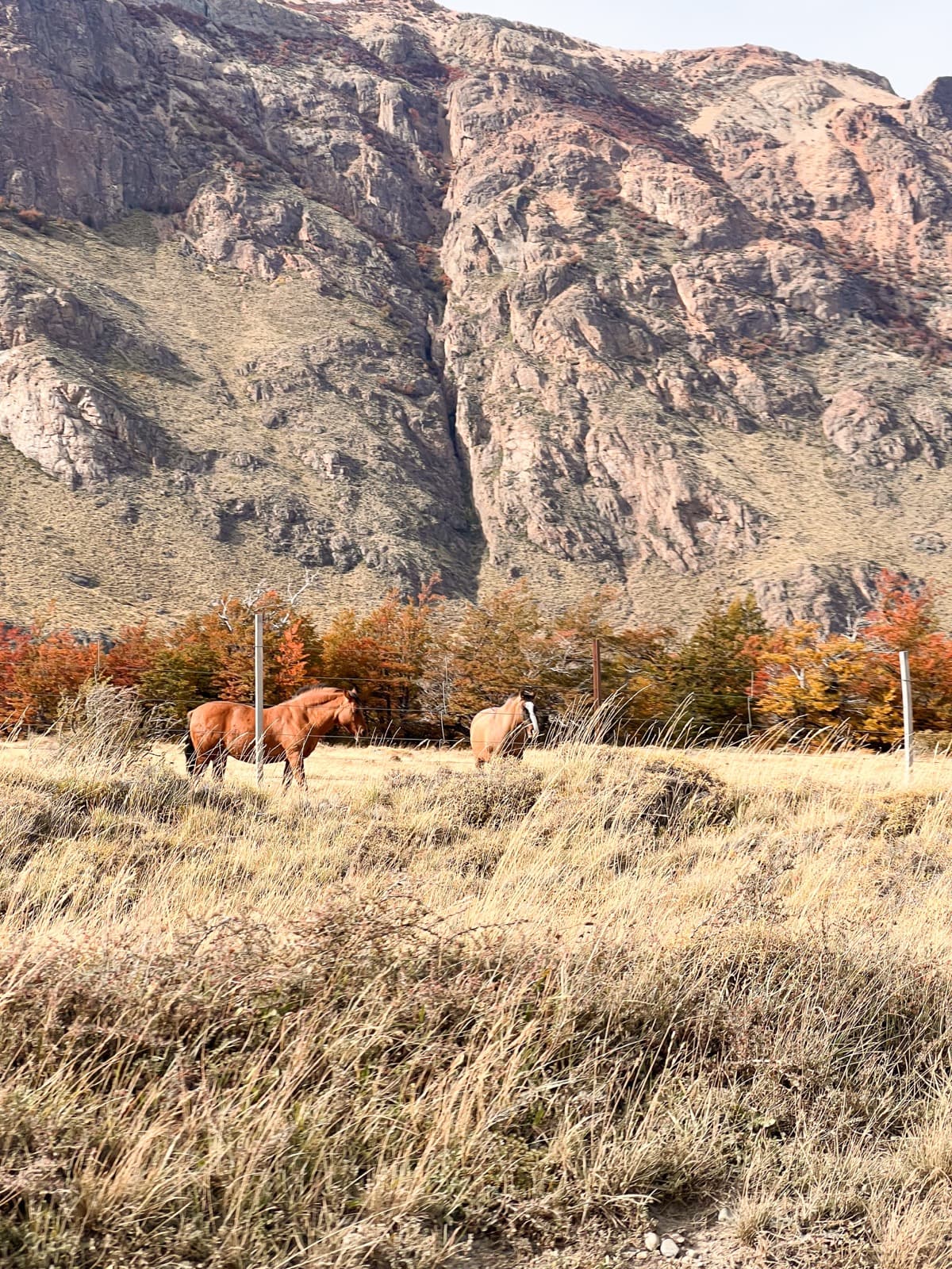 Guanacos on Route 40, Patagonia